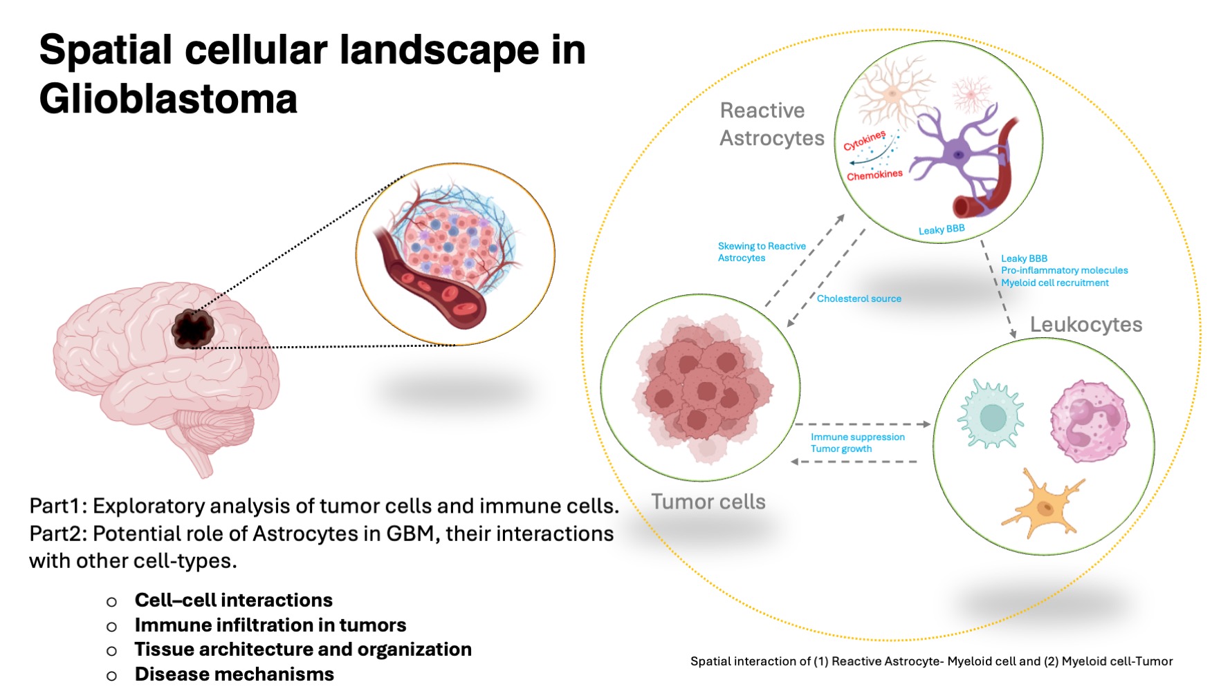 Astro-immune interaction in GBM
